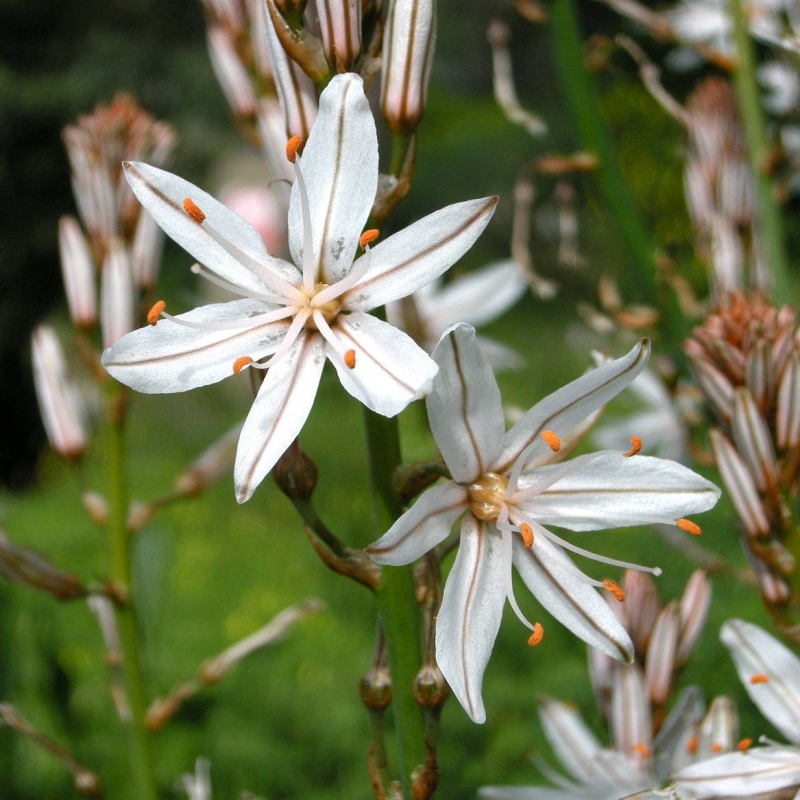 Asphodel Asphodelus macrocarpus